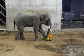 Asian elephant at the Halloween program