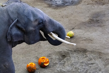 Asian elephant at the Halloween program