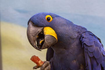 Hyacinth Macaw (Anodorhynchus hyacinthinus) from Brazil’s Pantanal wetland