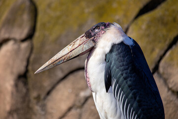 Marabou Stork (Leptoptilos crumenifer) of sub-Saharan Africa savannas