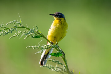 Yellow Wagtail Bird Sitting On Branch