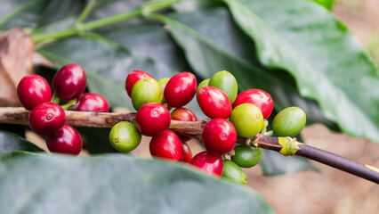 Macro image highlighting shiny red and green coffee cherries on a branch, with soft natural background. Great for food, agriculture, and coffee industry concepts.