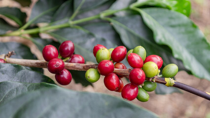 Coffee cherries in vibrant red and green resting on a branch above broad green leaves, captured in a tropical plantation. Perfect for representing organic coffee farming.