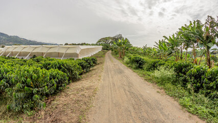 Agricultural pathway bordered by coffee plants, a modern drying greenhouse, and rows of banana trees in a mountainous tropical region. Perfect for sustainability and crop production concepts.