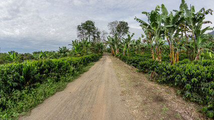 Rural dirt road surrounded by lush coffee plants and tall banana trees in a tropical agricultural landscape under a cloudy sky. Ideal for themes of farming, countryside, and crop cultivation.