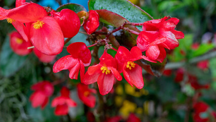 Close-up of vivid red flowers covered in fresh water droplets, showcasing delicate petals and natural color in a garden setting. Ideal for nature, beauty, and botanical themes.