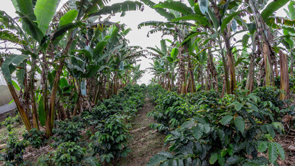 Dense coffee plants thriving under the shade of large banana trees in a tropical farm setting. Great for illustrating agroecology and shade-grown coffee production.