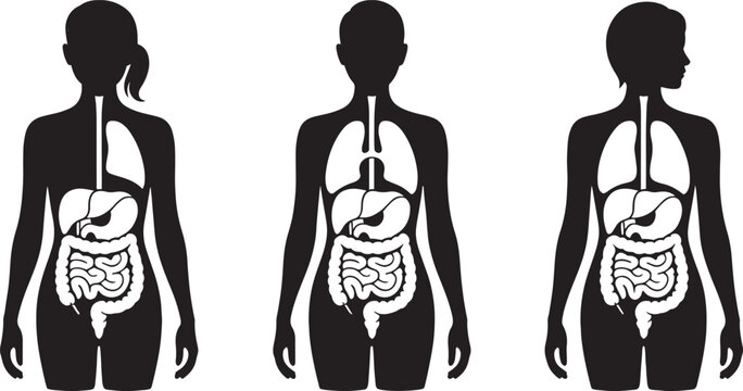 Black silhouette of female figures showing internal organs lungs liver intestines human anatomy body