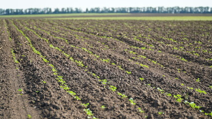 Winter rapeseed grows on the farm field. n