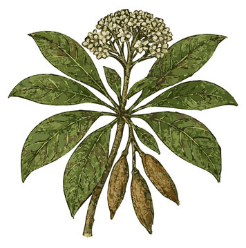 Alstonia scholaris illustration art
