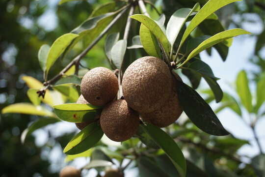 The sapodilla fruit that is still hanging on the tree is brown in color and has a rough texture surrounded by lush green leaves. The sunlight makes the surface details of the fruit and leaves clearly 