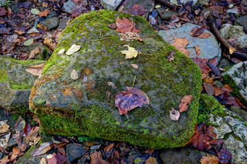 Fallen leaves on a rock