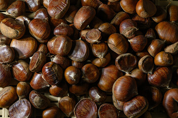 Many Edible Chestnuts Close-Up Background of Smooth Brown Fruits