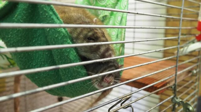 Fancy rat Rattus norvegicus domestica is domesticated form of Rattus norvegicus, brown rat, and most common species of rat kept as a pet. Decorative rats sleep in a hammock and push each other