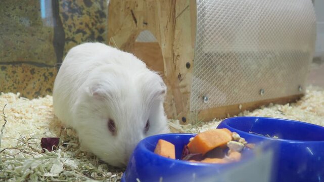 Guinea pig or domestic guinea pig Cavia porcellus, cavy or domestic cavy is species of rodent belonging to genus Cavia, family Caviidae. A white guinea pig in a cage is looking for vegetable food.