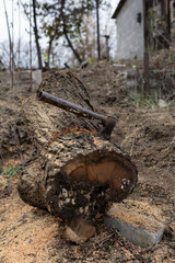 Metal axe embedded in large log