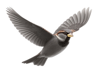 Naklejka premium Flying sparrow bird with outstretched wings, detailed feathers, and natural brown and gray coloring, isolated on transparent background, symbolizing freedom and movement