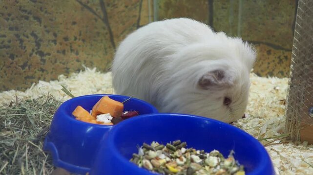 Guinea pig or domestic guinea pig Cavia porcellus, cavy or domestic cavy is species of rodent belonging to genus Cavia, family Caviidae. A white guinea pig in a cage is looking for vegetable food.