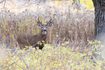 White tailed deer during the rut