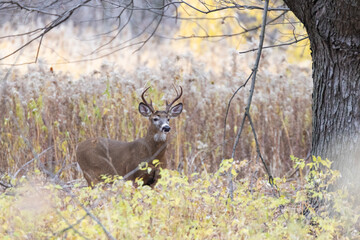 White tailed deer during the rut