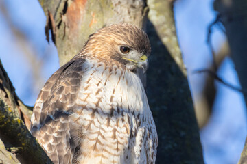 red-tailed hawk (Buteo jamaicensis) in autumn