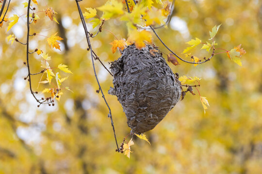 paper wasp nest in late autumn