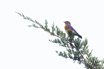 Eastern bluebird (Sialia sialis) in autumn