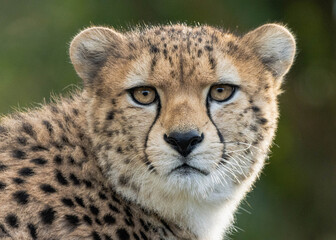 Cheetah portrait