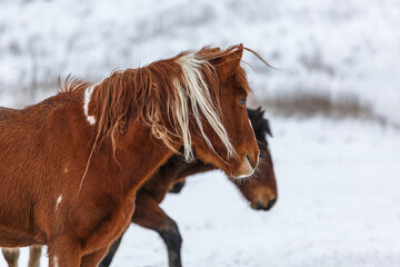 Pinto horse in winter coat standing in snowy pasture during cold weather, hardy horse keeping