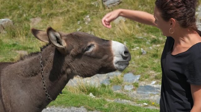 Woman petting a friendly donkey outdoors. Kind woman lovingly stroking a gentle brown donkey on the head in a rural mountain setting, showing a moment of connection between a human and an animal