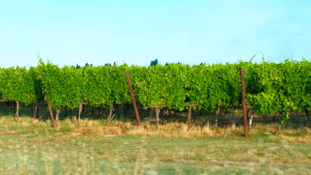 Vineyard passing by: lush green vines. Green vineyard rows stretch out under a clear blue sky, creating a picturesque agricultural landscape that gradually blurs as the point of view moves past