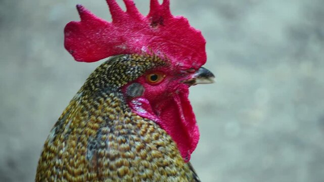 Close up of a rooster head moving around a  backyrd in autumn