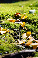 鎌倉25111　浄智寺7　朝日＆銀杏