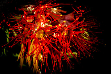 New Zealand Pohutukawa tree NZ Christmas tree in flower