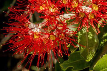 New Zealand Pohutukawa tree NZ Christmas tree in flower