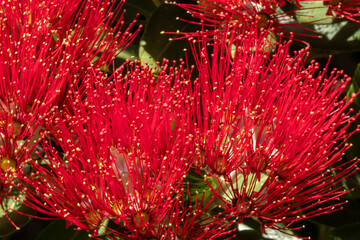 New Zealand Pohutukawa tree NZ Christmas tree in flower