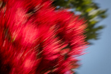 New Zealand Pohutukawa tree NZ Christmas tree in flower