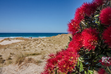 New Zealand Pohutukawa tree NZ Christmas tree in flower