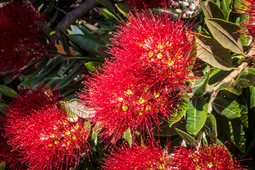 New Zealand Pohutukawa tree NZ Christmas tree in flower