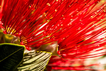 New Zealand Pohutukawa tree NZ Christmas tree in flower