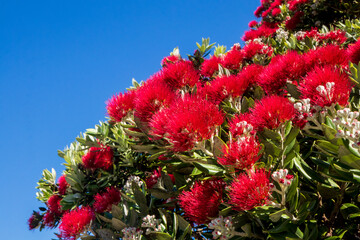 New Zealand Pohutukawa tree NZ Christmas tree in flower