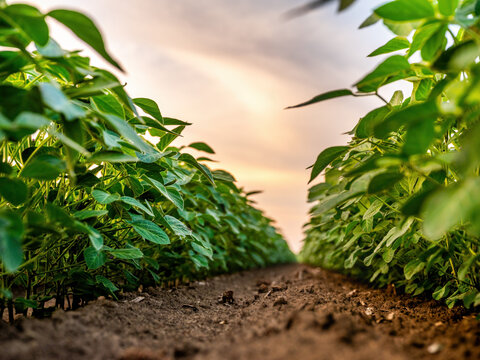 Soybean crop growing in rows on farm field at sunset - Powered by Adobe
