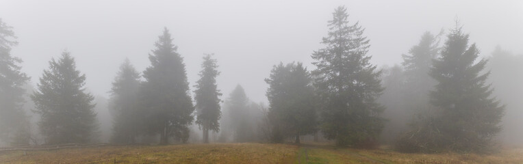 Fototapeta premium Panoramafoto der nebligen Herbststimmung mit Bäumen eines Nadelwaldes am Morgen auf dem menschenleeren Gipfelplateau des Großen Feldbergs im Taunus