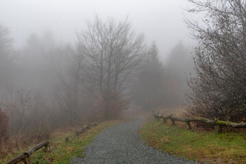 Naklejka premium Neblige Herbststimmung mit Bäumen eines Mischwaldes am Morgen auf dem menschenleeren Gipfelplateau des Großen Feldbergs im Taunus