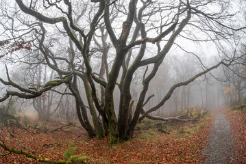 Neblige Herbststimmung mit B&auml;umen eines Mischwaldes am Morgen auf dem menschenleeren Gipfelplateau des Gro&szlig;en Feldbergs im Taunus