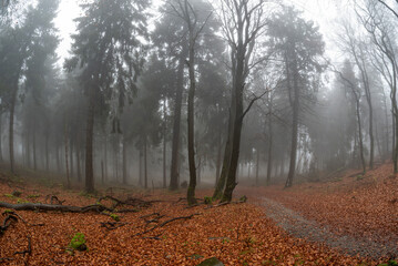 Neblige Herbststimmung mit B&auml;umen eines Mischwaldes am Morgen auf dem menschenleeren Gipfelplateau des Gro&szlig;en Feldbergs im Taunus