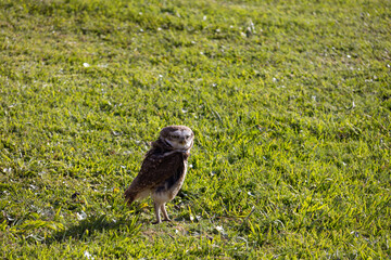 Un pajaro en el pasto