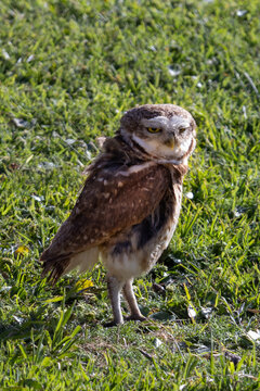 Una lechuza muy seria