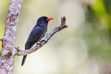 Black Fronted Nunbird perched on a tree