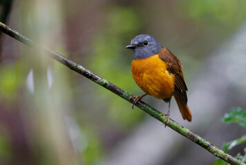 Amber Mountain Rock Thrush perched on a tree